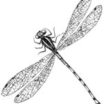 10 Dragonfly Images!   The Graphics Fairy Intended For Free Printable Pictures Of Dragonflies