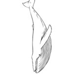 12 Whale Drawings & Clipart: Add A Splash Of Creativity & Fun To For Free Printable Whale Template