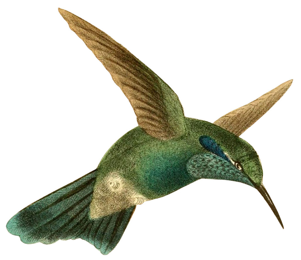 14 Hummingbird Images! The Graphics Fairy Throughout Free Printable Pictures Of Hummingbirds 14 Hummingbird Images! The Graphics Fairy Throughout Free Printable Pictures Of Hummingbirds