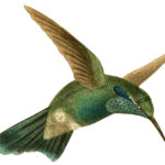 14 Hummingbird Images!   The Graphics Fairy Throughout Free Printable Pictures Of Hummingbirds