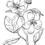 16 Flower Coloring Pages For Adults  All Unique!   The Graphics Fairy In Free Printable Coloring Pages For Adults Only