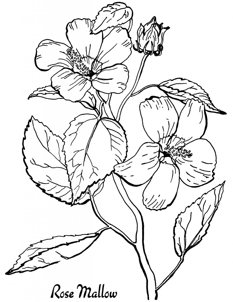 16 Flower Coloring Pages For Adults All Unique! The Graphics Fairy In Free Printable Coloring Pages For Adults Only 16 Flower Coloring Pages For Adults All Unique! The Graphics Fairy In Free Printable Coloring Pages For Adults Only