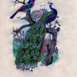 23 Free Peacock Images   Fabulous!   The Graphics Fairy For Free Printable Peacock Pictures