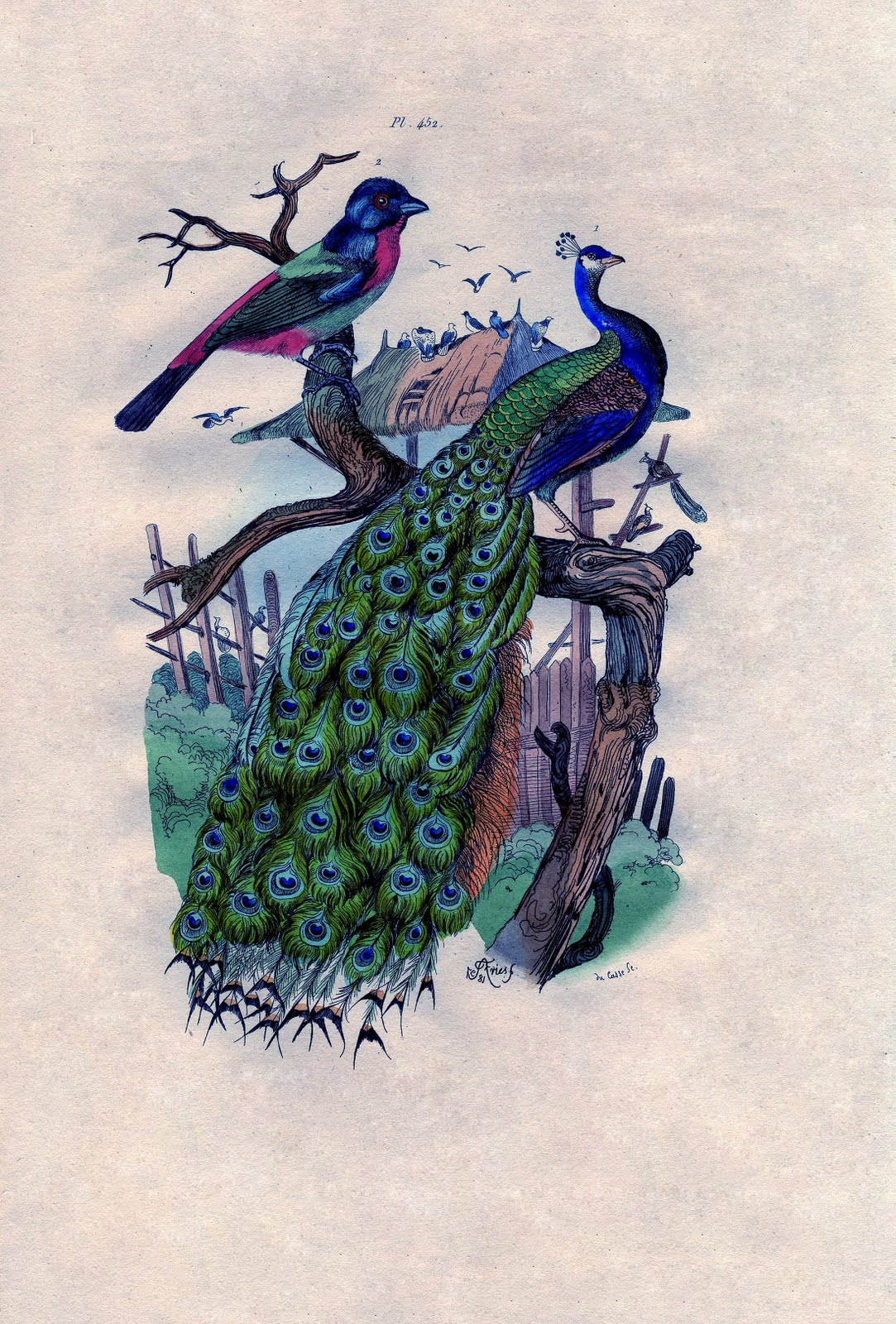 23 Free Peacock Images - Fabulous! - The Graphics Fairy for Free Printable Peacock Pictures