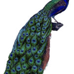 23 Free Peacock Images   Fabulous!   The Graphics Fairy With Free Printable Peacock Pictures