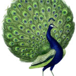 23 Free Peacock Images   Fabulous!   The Graphics Fairy With Regard To Free Printable Peacock Pictures