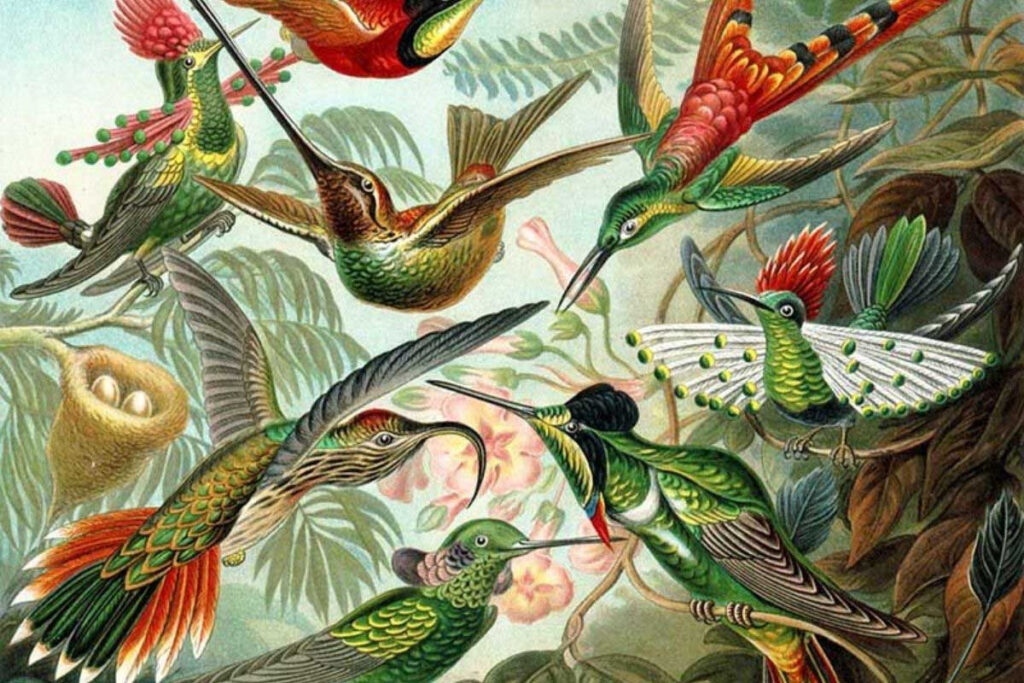 25 Gorgeous Free Vintage Hummingbird Prints Picture Box Blue Regarding Free Printable Pictures Of Hummingbirds 25 Gorgeous Free Vintage Hummingbird Prints Picture Box Blue Regarding Free Printable Pictures Of Hummingbirds