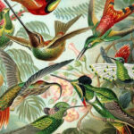 25 Gorgeous Free Vintage Hummingbird Prints   Picture Box Blue Regarding Free Printable Pictures Of Hummingbirds