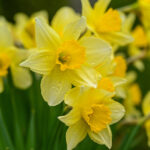 3,000+ Free Daffodils & Nature Images   Pixabay Throughout Free Printable Pictures Of Daffodils