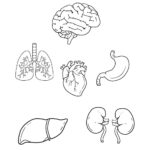 Anatomy Coloring • Beeloo Printable Crafts And Activities For Kids Within Free Printable Human Anatomy Coloring Pages