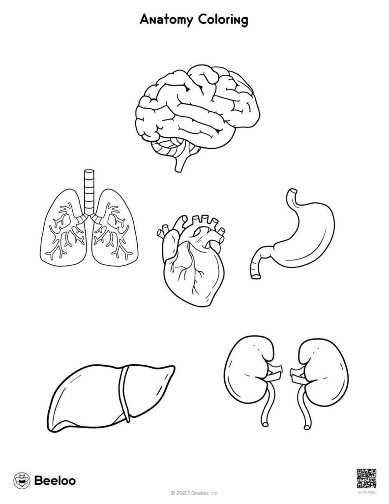 Anatomy Coloring • Beeloo Printable Crafts And Activities For Kids Within Free Printable Human Anatomy Coloring Pages