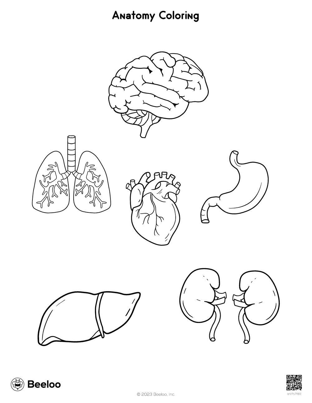 Anatomy Coloring • Beeloo Printable Crafts And Activities For Kids within Free Printable Human Anatomy Coloring Pages