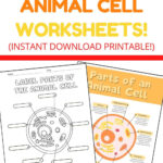 Best Free Animal Cell Worksheets: With Answers & Easy Print!   The Pertaining To Free Printable Cell Worksheets