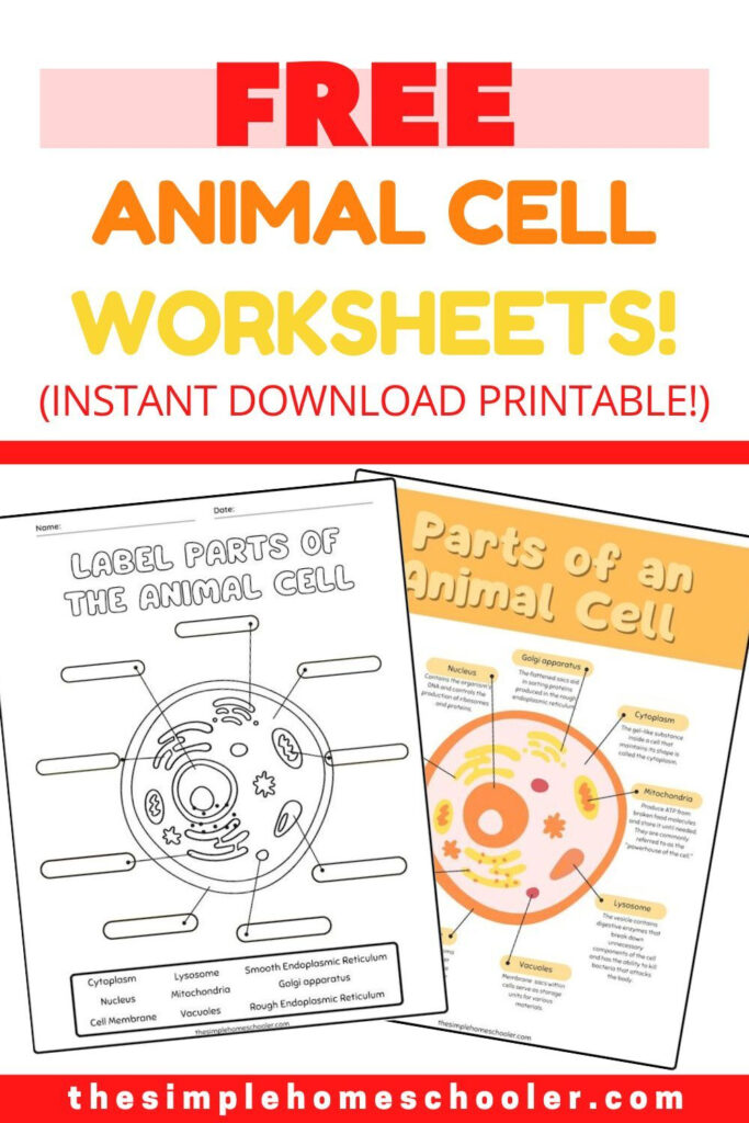 Best Free Animal Cell Worksheets: With Answers & Easy Print! The Pertaining To Free Printable Cell Worksheets Best Free Animal Cell Worksheets: With Answers & Easy Print! The Pertaining To Free Printable Cell Worksheets