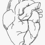 Coloring Pages | Human Anatomy Coloring Pages For Kids Free Muscle With Regard To Free Printable Human Anatomy Coloring Pages