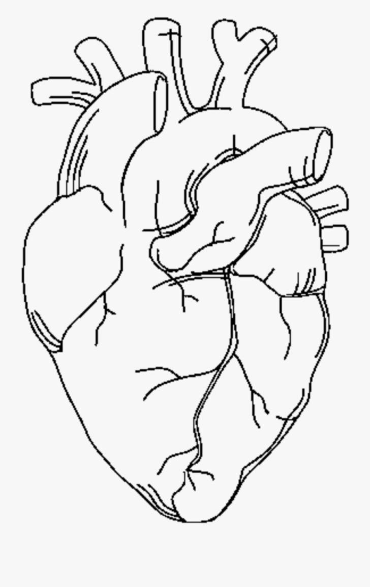 Free Printable Human Anatomy Coloring Pages