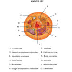 Free Biology Cell Worksheets And Flashcards   The Homeschool For Free Printable Cell Worksheets