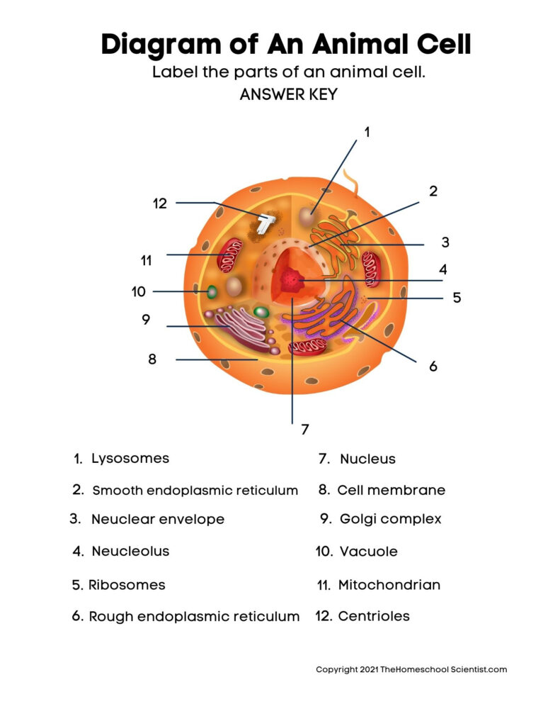 Free Biology Cell Worksheets And Flashcards The Homeschool For Free Printable Cell Worksheets Free Biology Cell Worksheets And Flashcards The Homeschool For Free Printable Cell Worksheets