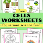 Free Cells Worksheets For Super Fun Science Activities For Kids Inside Free Printable Cell Worksheets