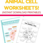 Free Plant Cell Worksheets With Answer Key!   The Simple Homeschooler Inside Free Printable Cell Worksheets
