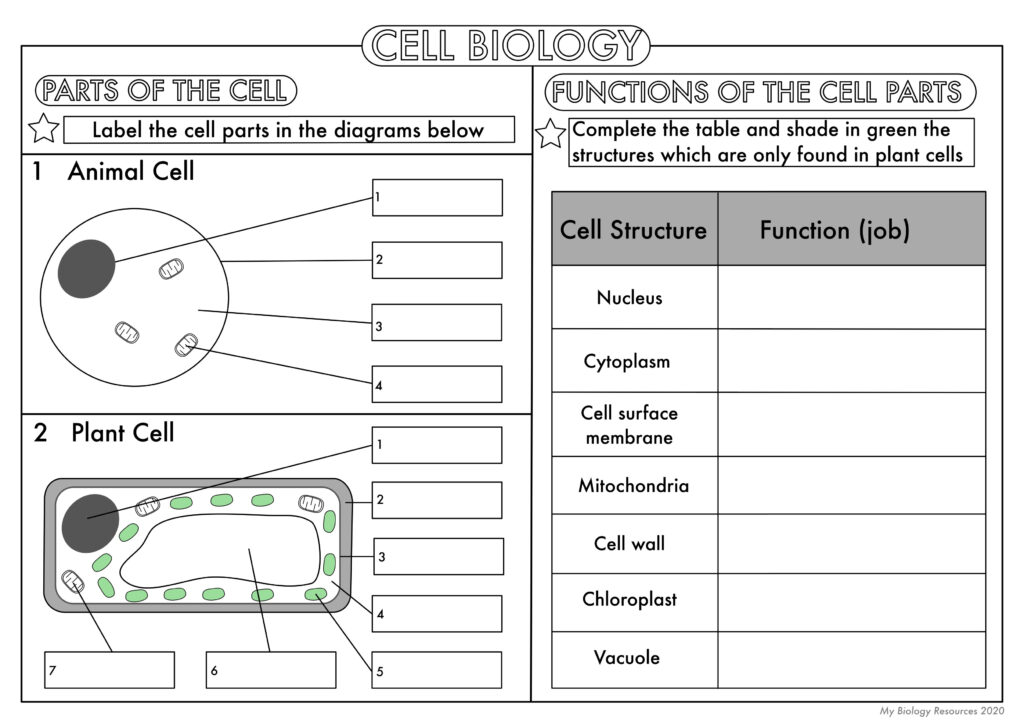 Gcse Biology: Cell Biology Worksheet Pack Updated | Teaching Intended For Free Printable Biology Worksheets For High School Gcse Biology: Cell Biology Worksheet Pack Updated | Teaching Intended For Free Printable Biology Worksheets For High School