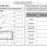 Gcse Biology: Cell Biology Worksheet Pack Updated | Teaching Intended For Free Printable Biology Worksheets For High School