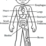 Human Anatomy For Kids Coloring Page | Easy Drawing Guides Intended For Free Printable Human Anatomy Coloring Pages