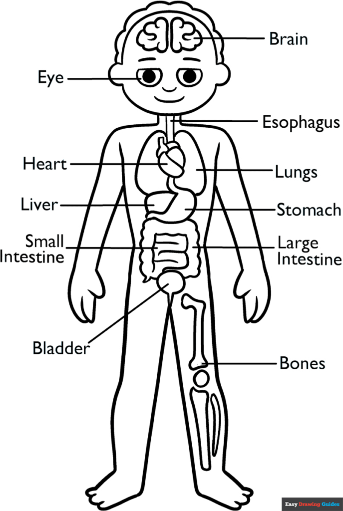 Human Anatomy For Kids Coloring Page | Easy Drawing Guides Intended For Free Printable Human Anatomy Coloring Pages