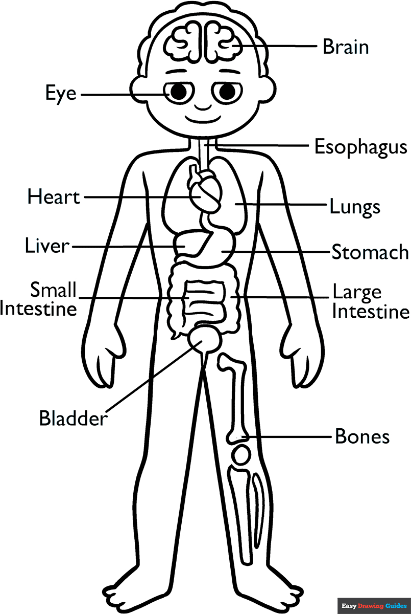 Human Anatomy For Kids Coloring Page | Easy Drawing Guides intended for Free Printable Human Anatomy Coloring Pages