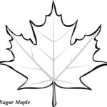 Leaf Printable Coloring Pages   Hubpages Within Free Printable Leaf Coloring Pages