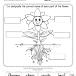 Parts Of A Flower Worksheet   Free Printable, Digital, & Pdf For Free Printable Worksheets For Kids Science