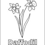 Realistic Daffodil Coloring Pages   Nature Inspired Learning Pertaining To Free Printable Pictures Of Daffodils