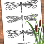 Realistic Dragonfly Coloring Pages   Nature Inspired Learning Inside Free Printable Pictures Of Dragonflies