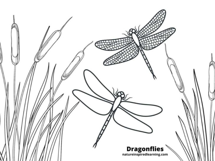 Free Printable Pictures of Dragonflies